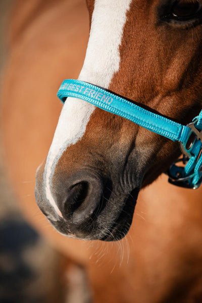 HorseGuard Malva grime "My best friend"