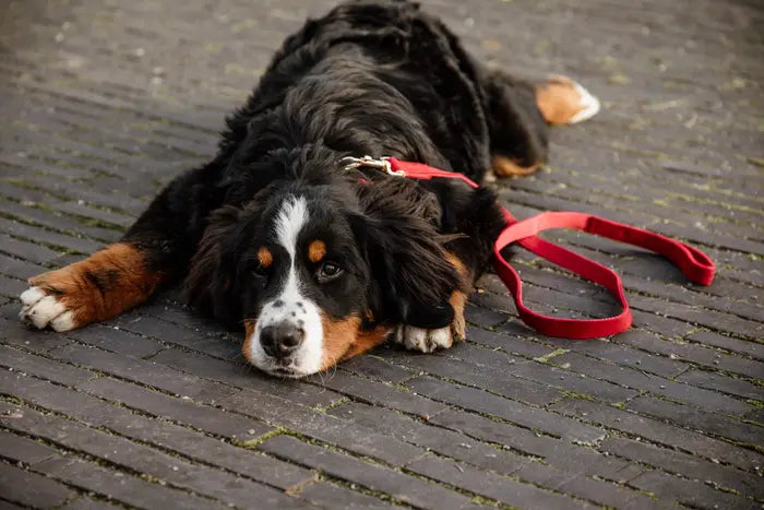 Kentucky Dog Lead Corduroy Line