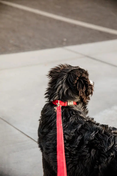 Kentucky Dog Lead Corduroy Line