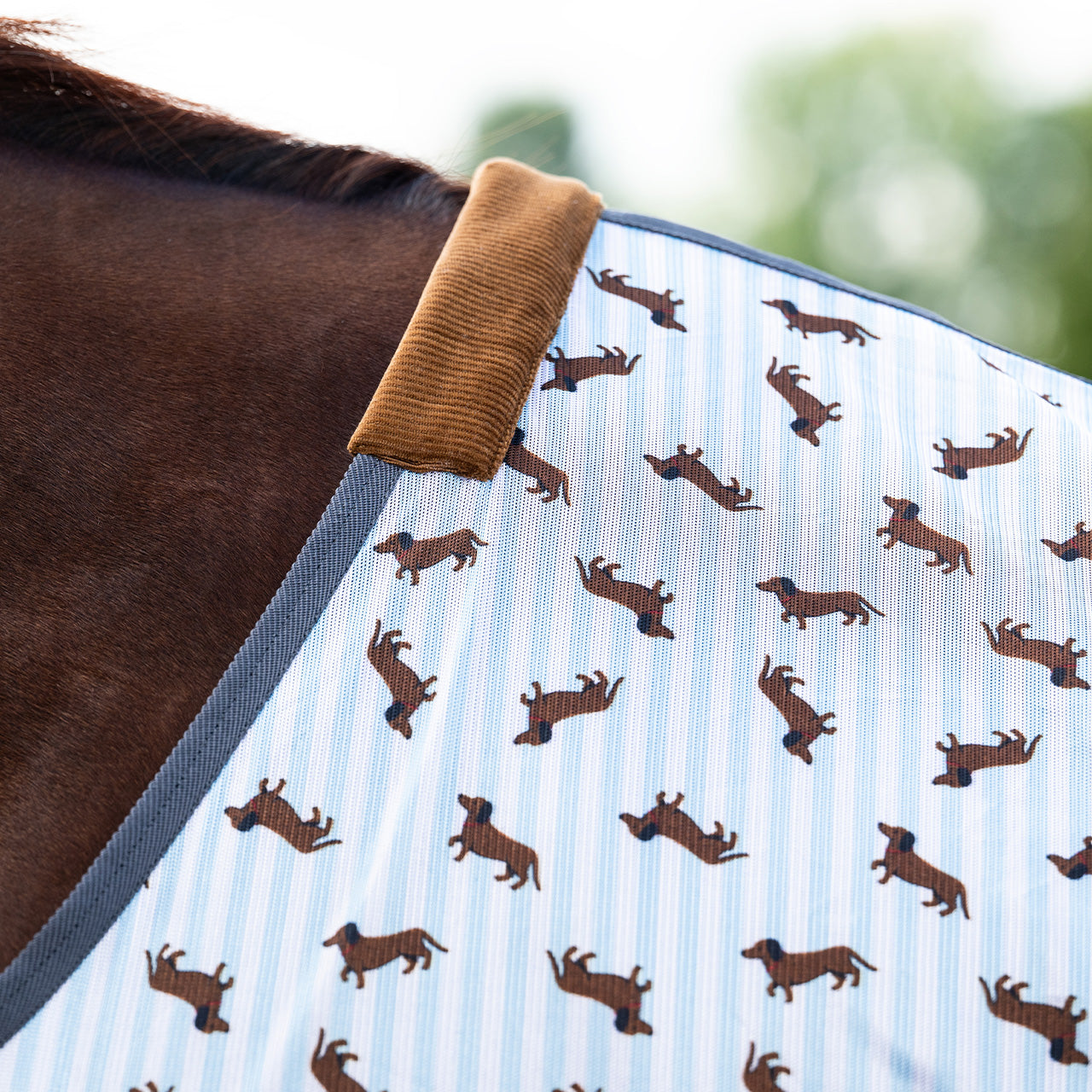 QHP Stable Buddy Dachshund Fly Sheet