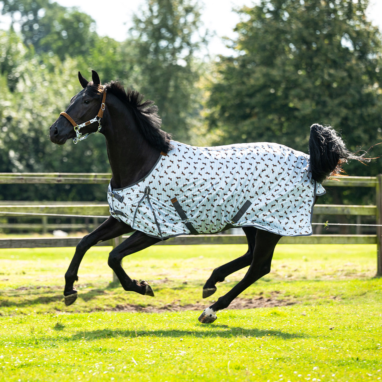 QHP Stable Buddy Dachshund Fly Sheet