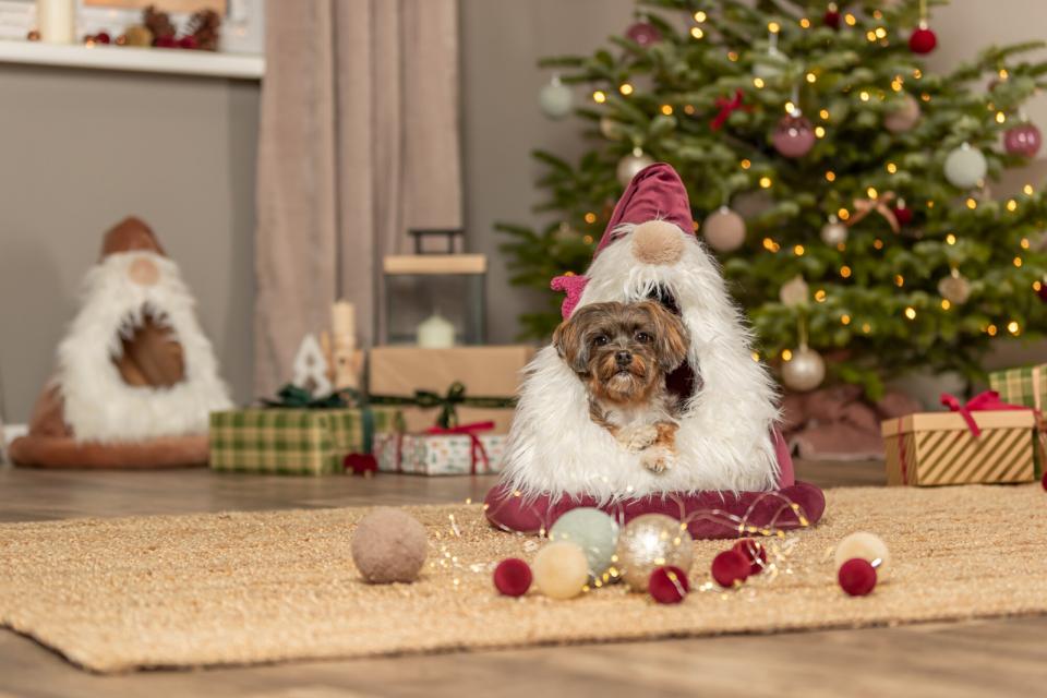 Trxie Xmas Hule Dværg