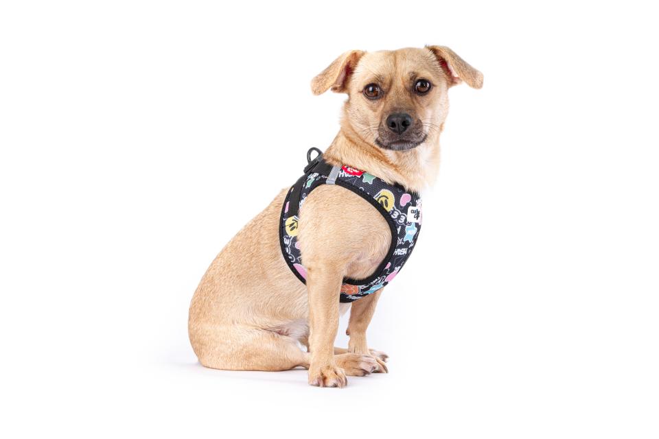 Curli Vest Sele Clasp Air-Mesh