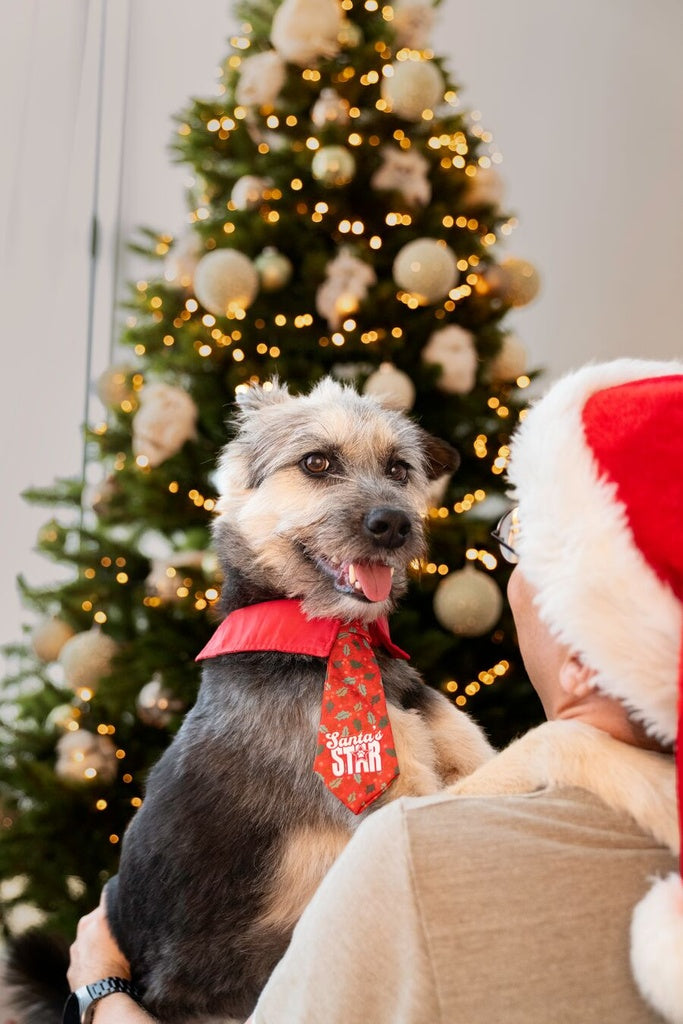 Merry Pets Santa's Star Holly Dog Xmas Tie