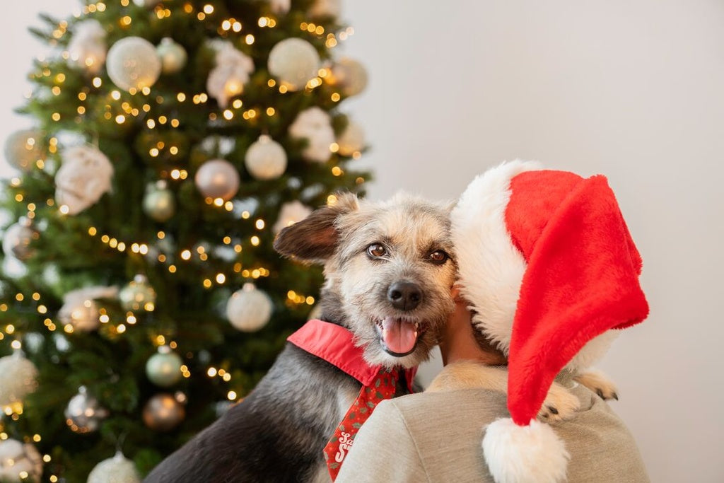 Merry Pets Santa's Star Holly Dog Xmas Tie
