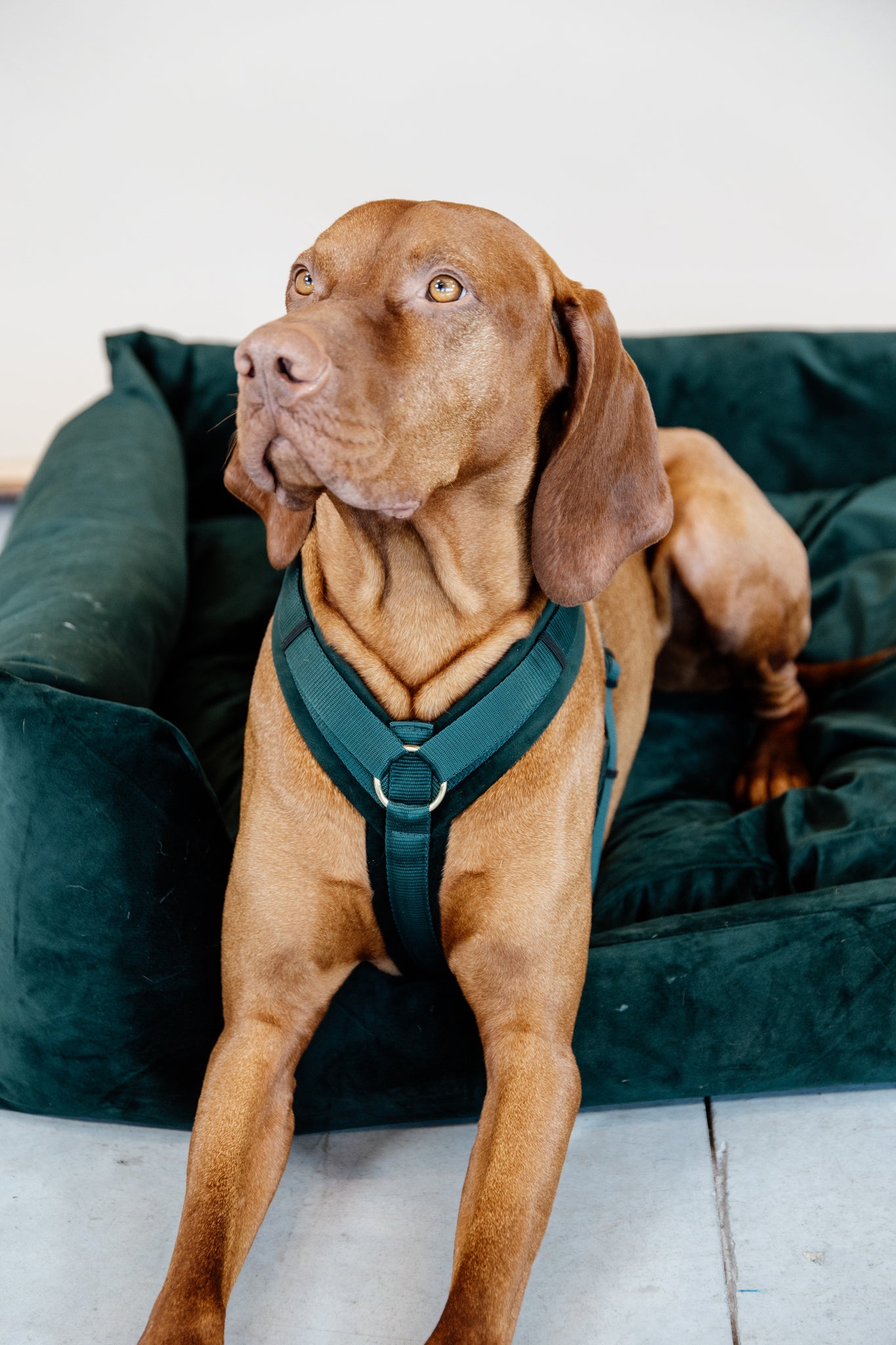 Kentucky Harness Active Velvet