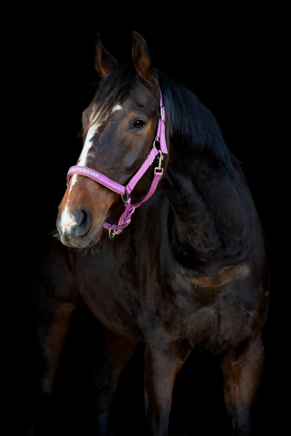 HorseGuard Malva grime "My Superstar"