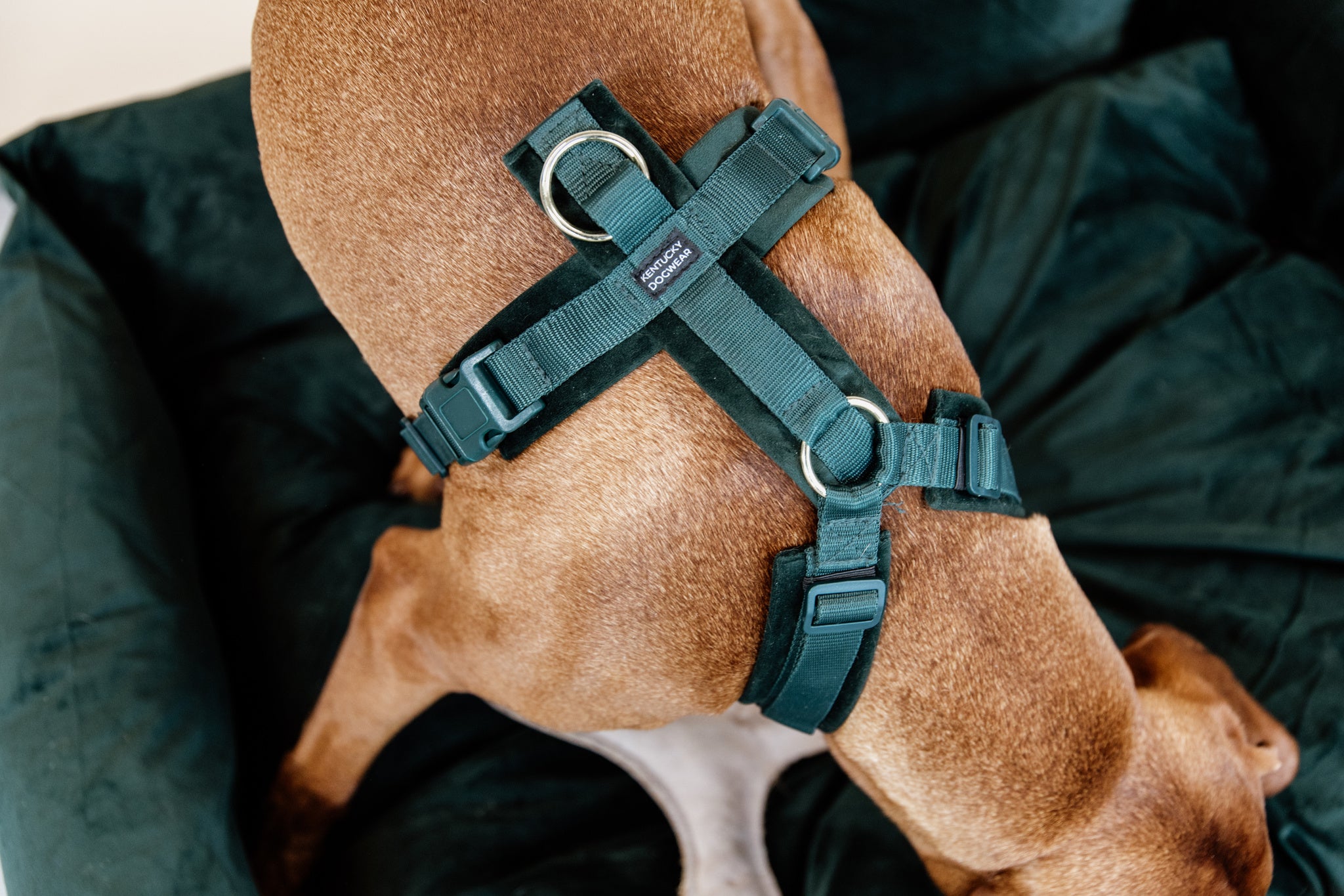 Kentucky Harness Active Velvet