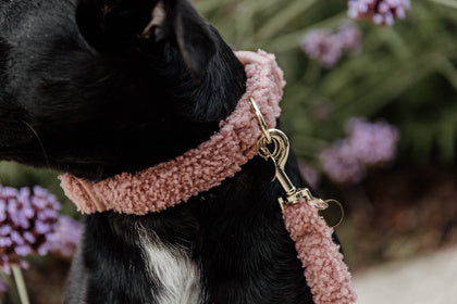 Kentucky Dog Collar Teddy Fleece