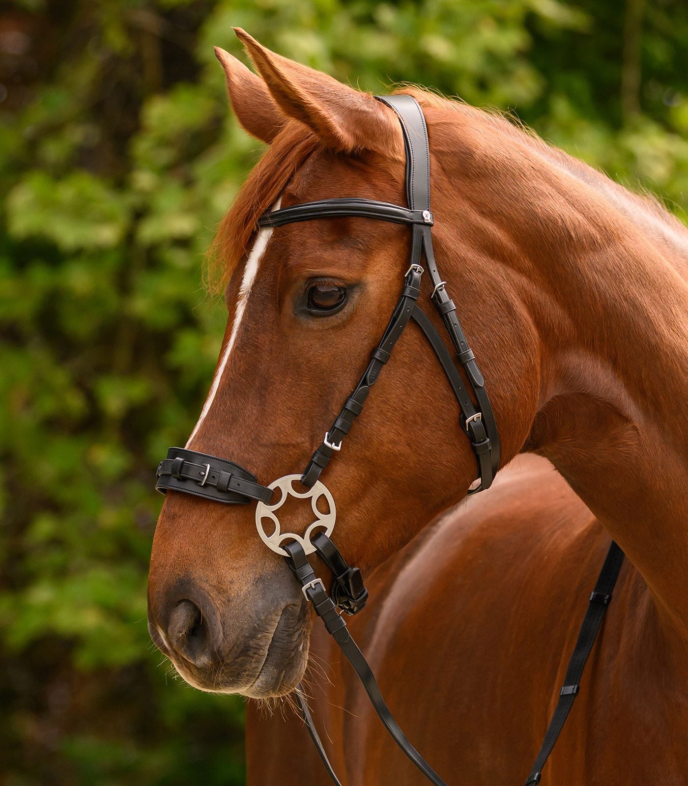 Waldhausen X-Line Snaffle Bridle Bitless Sensitive