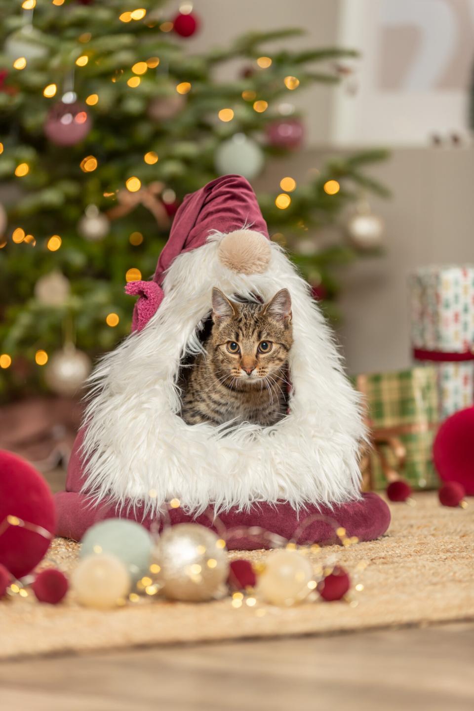 Trxie Xmas Hule Dværg