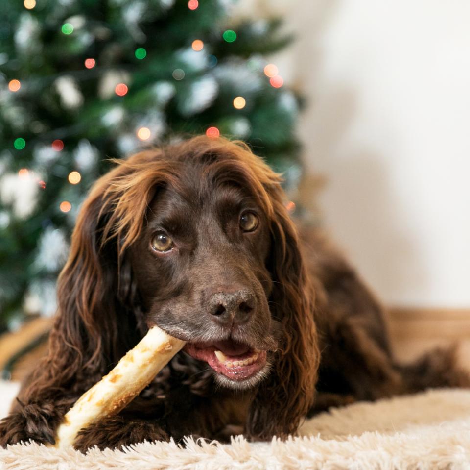 No-Hide Holiday Festive Feast Chews