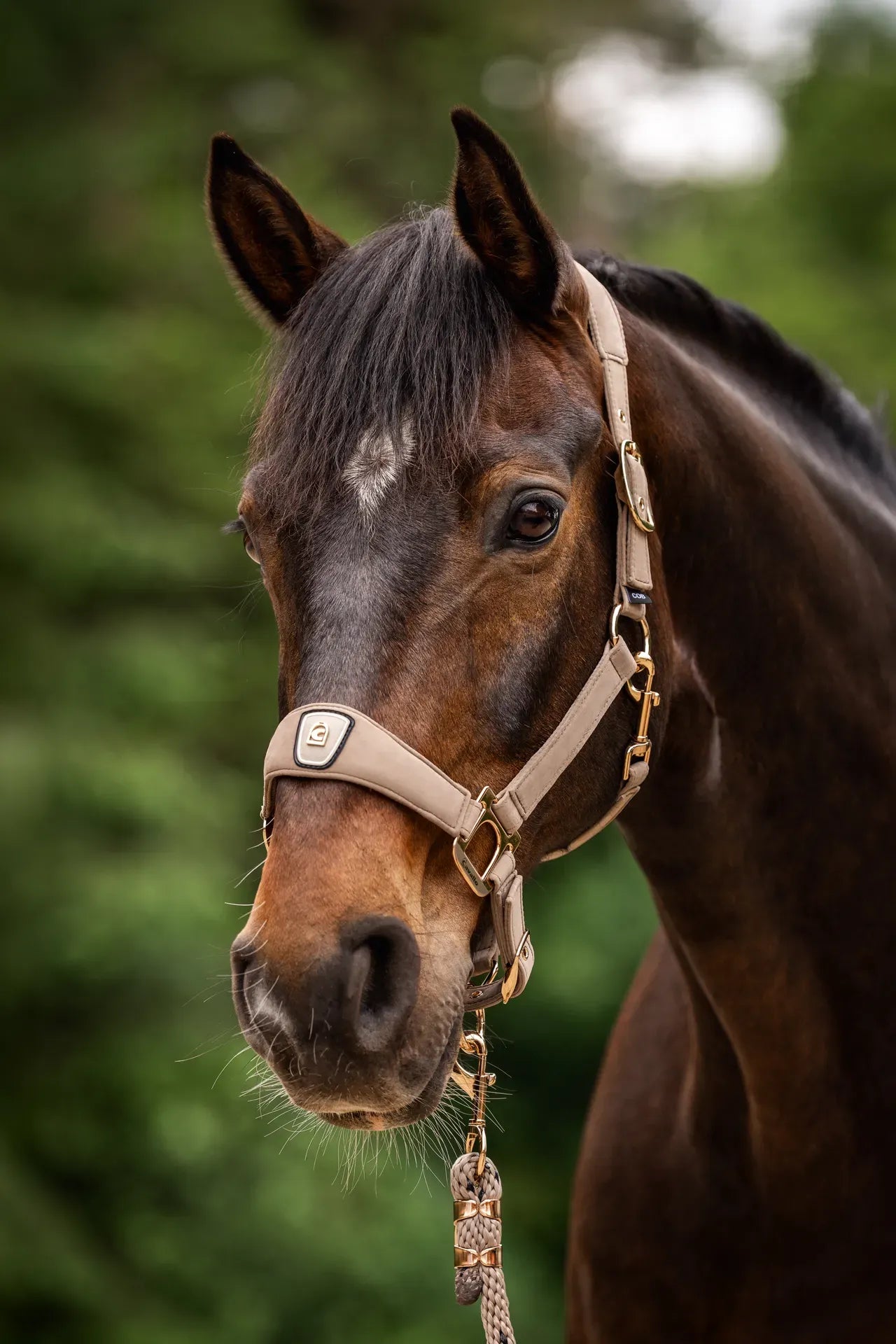 Cavallo Cavalpawel Halter