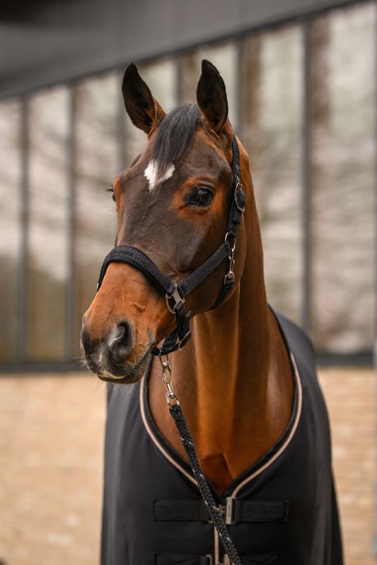 Cavallo CavalRose Halter