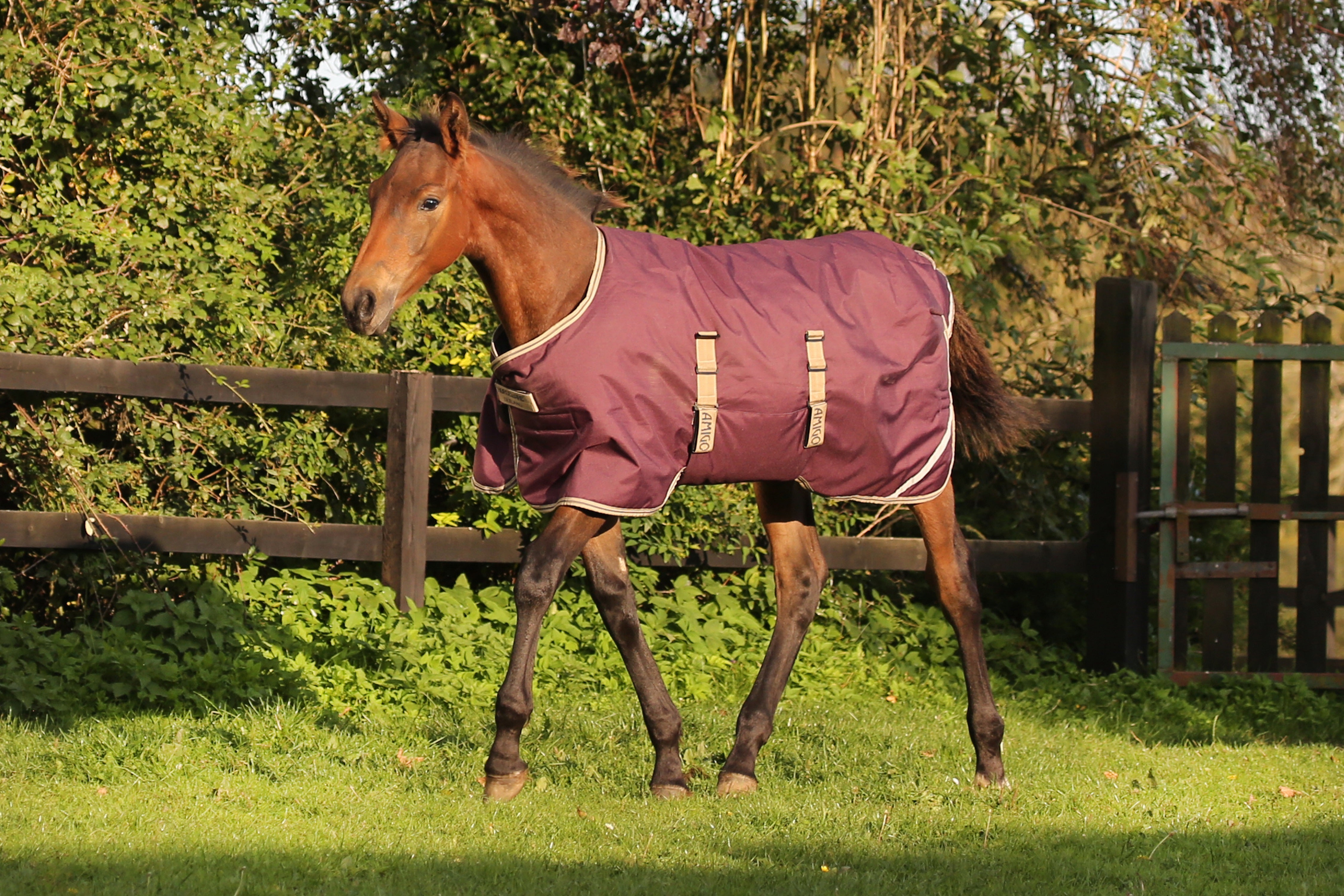 Horseware Amigo Føldækken, 200 g. - OUTLET