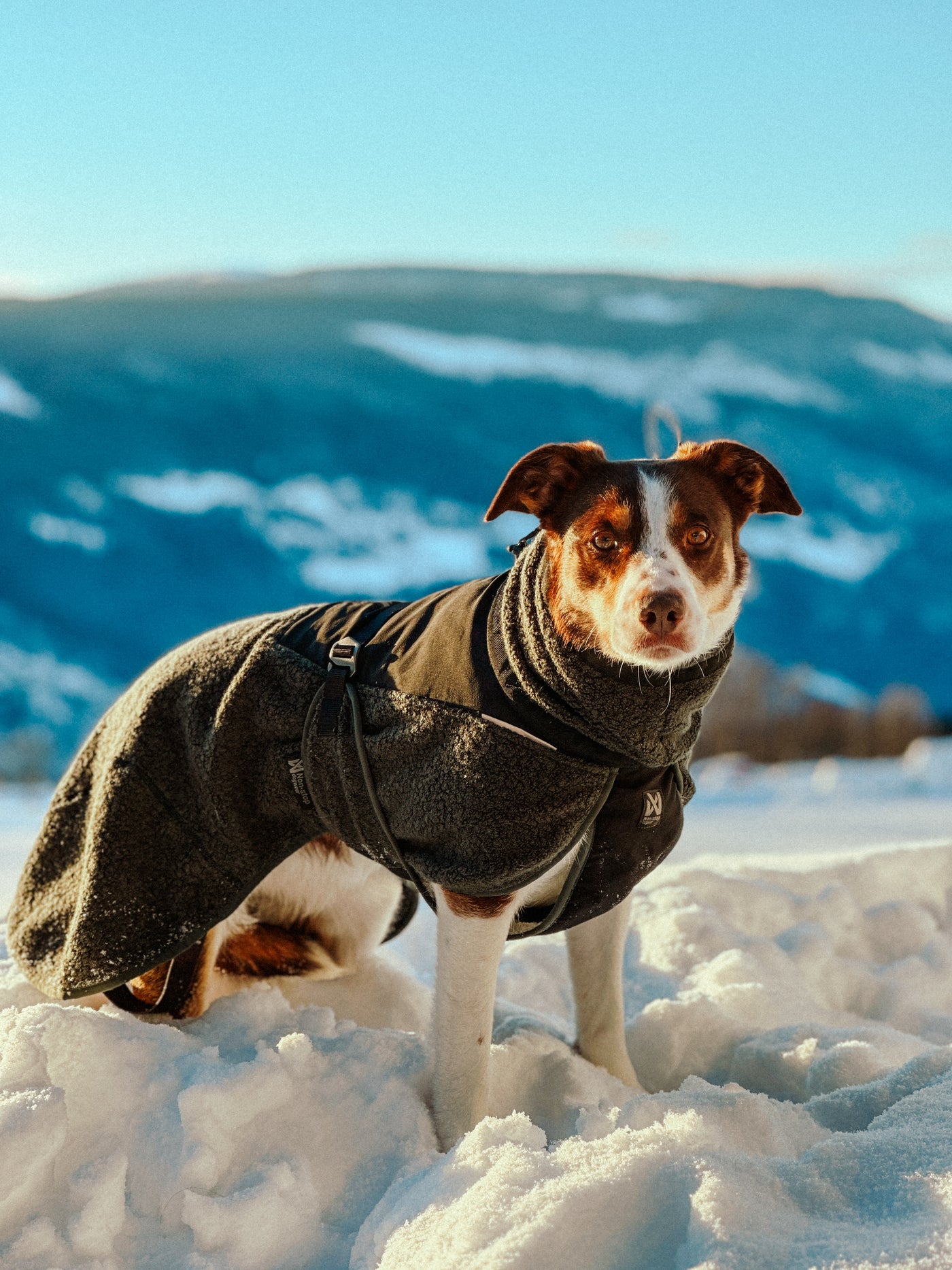 Non-Stop Dogwear Wool Dog Jacket