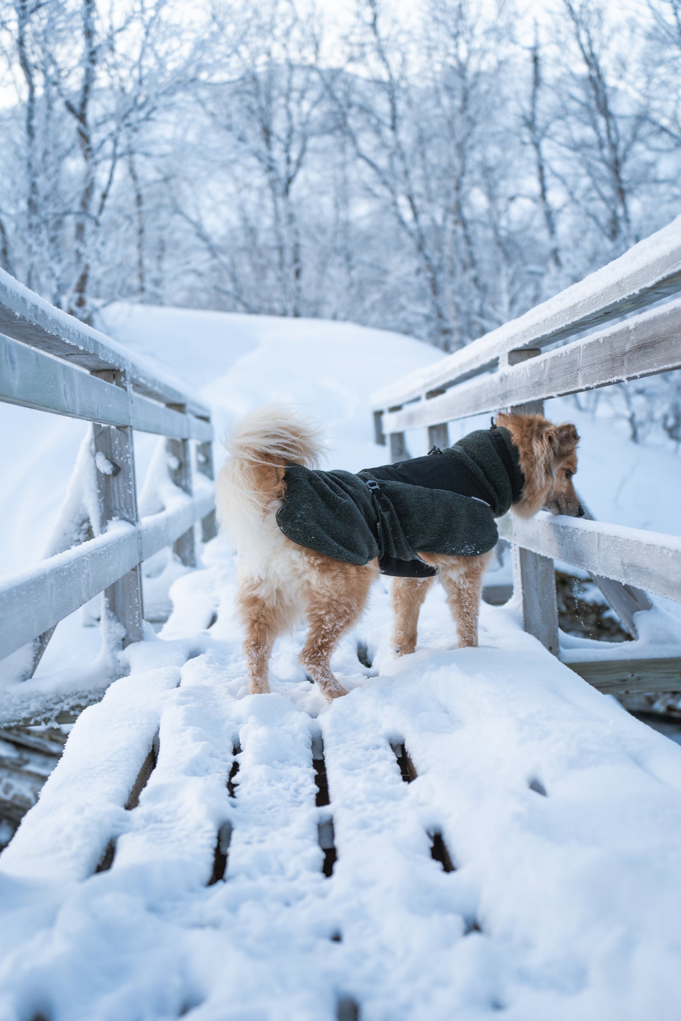 Non-Stop Dogwear Wool Dog Jacket