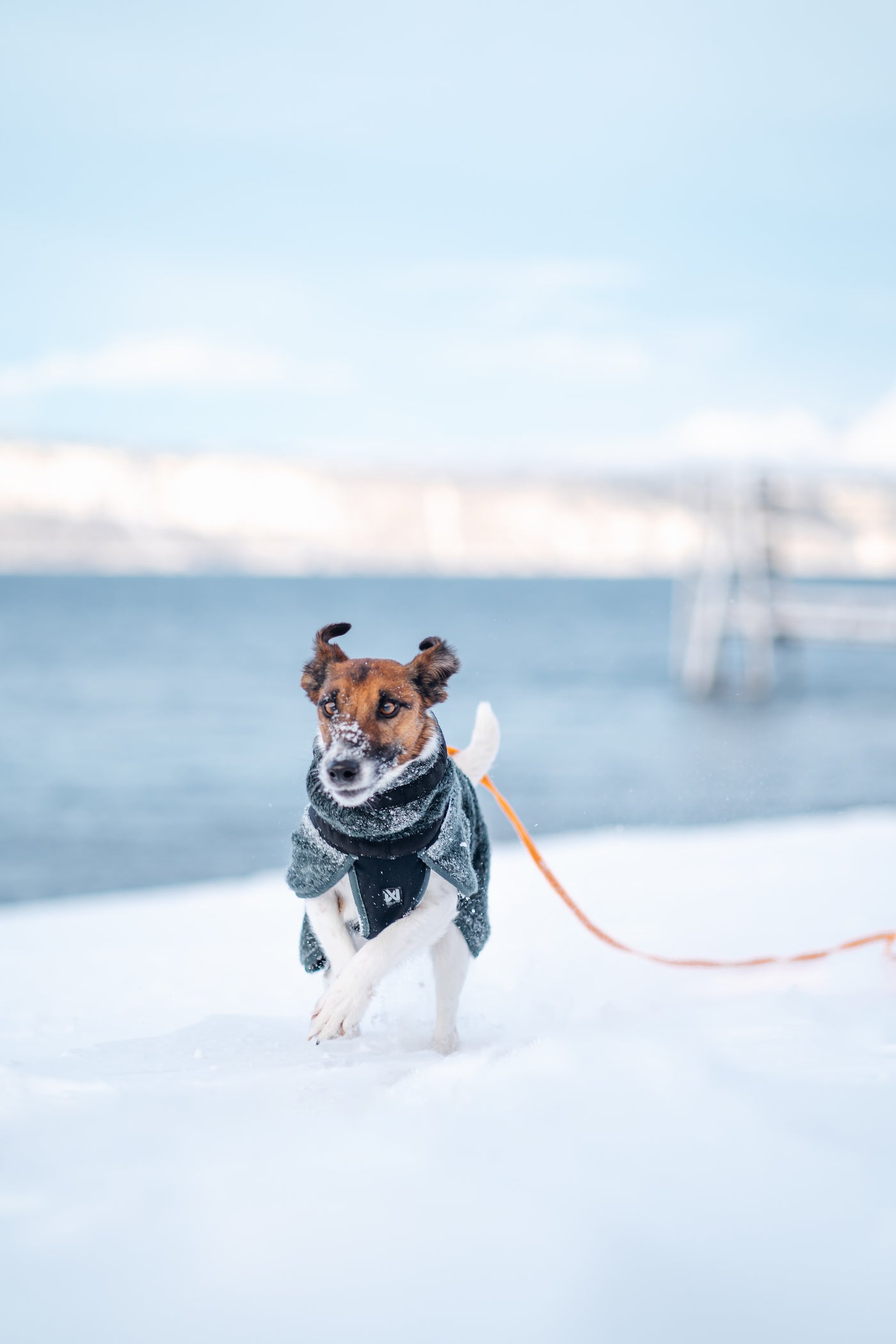 Non-Stop Dogwear Wool Dog Jacket