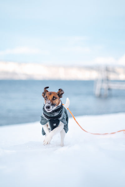 Non-Stop Dogwear Wool Dog Jacket