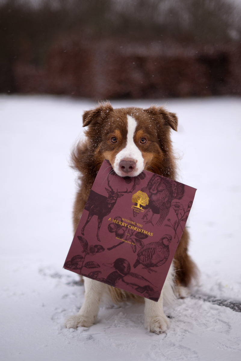 Essential Foods Christmas Present For Dog Limited Edition