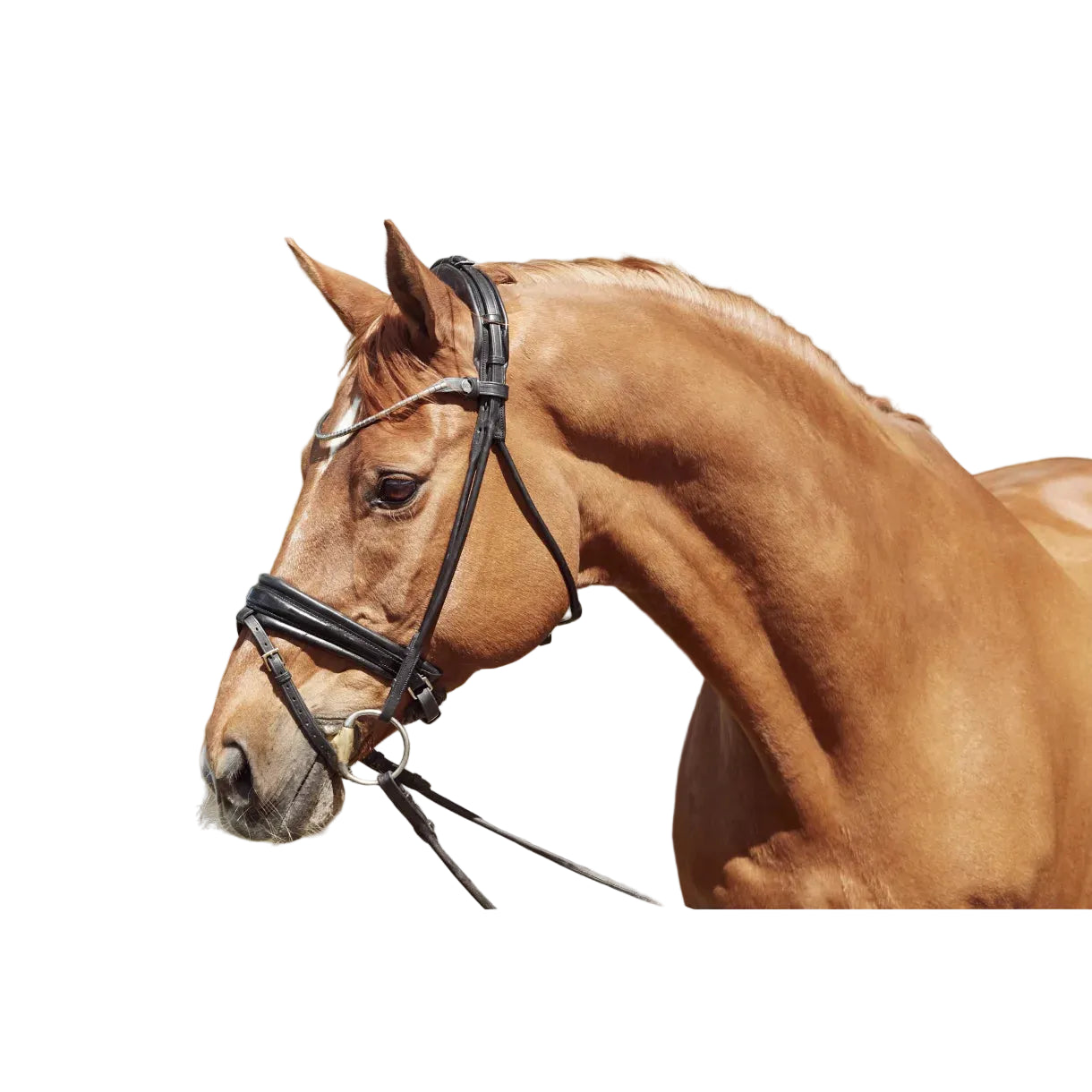 Finesse Bridles Cassidy Trense Version 2.0