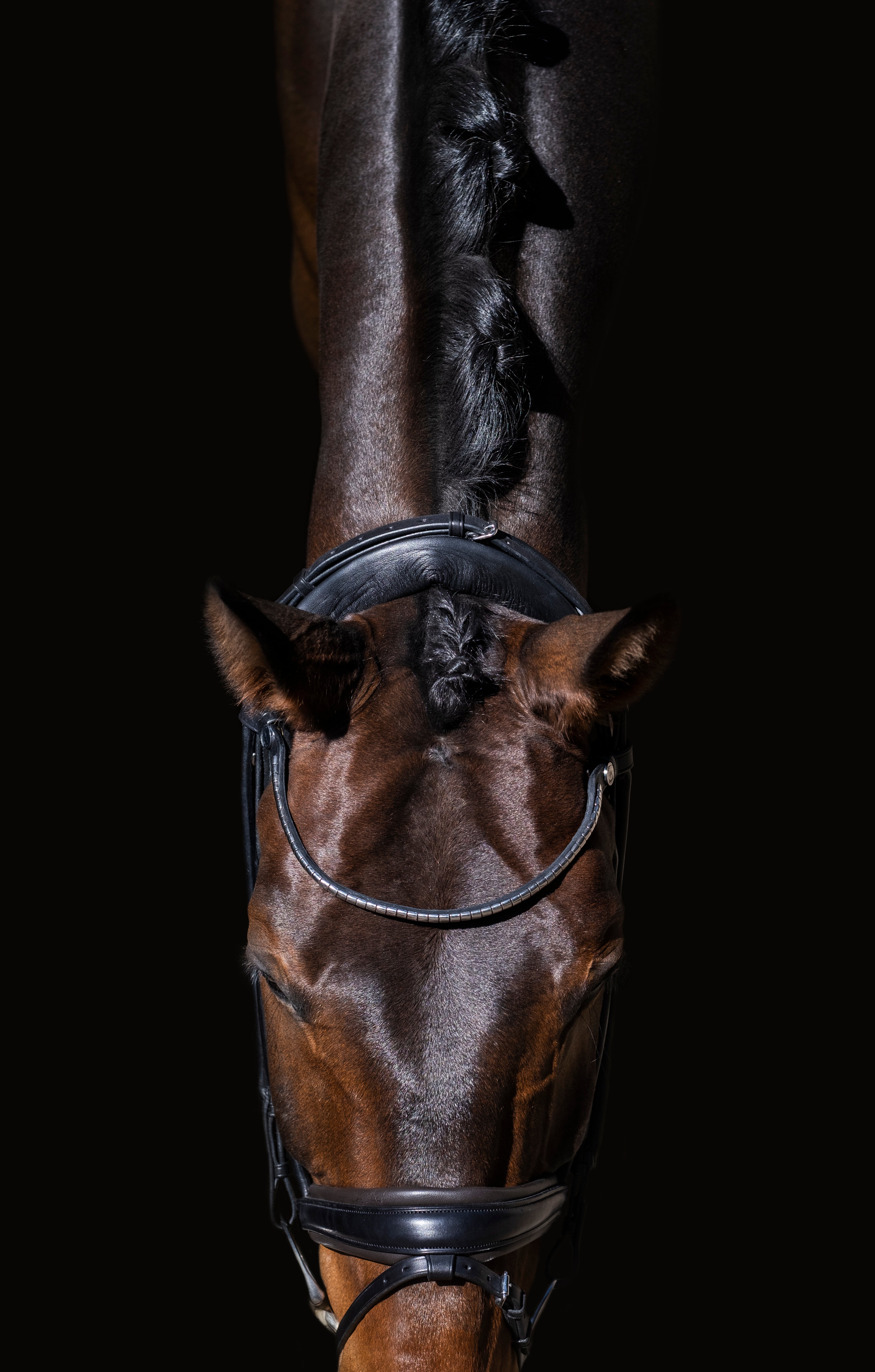 Finesse Bridles Cassidy Trense Version 2.0