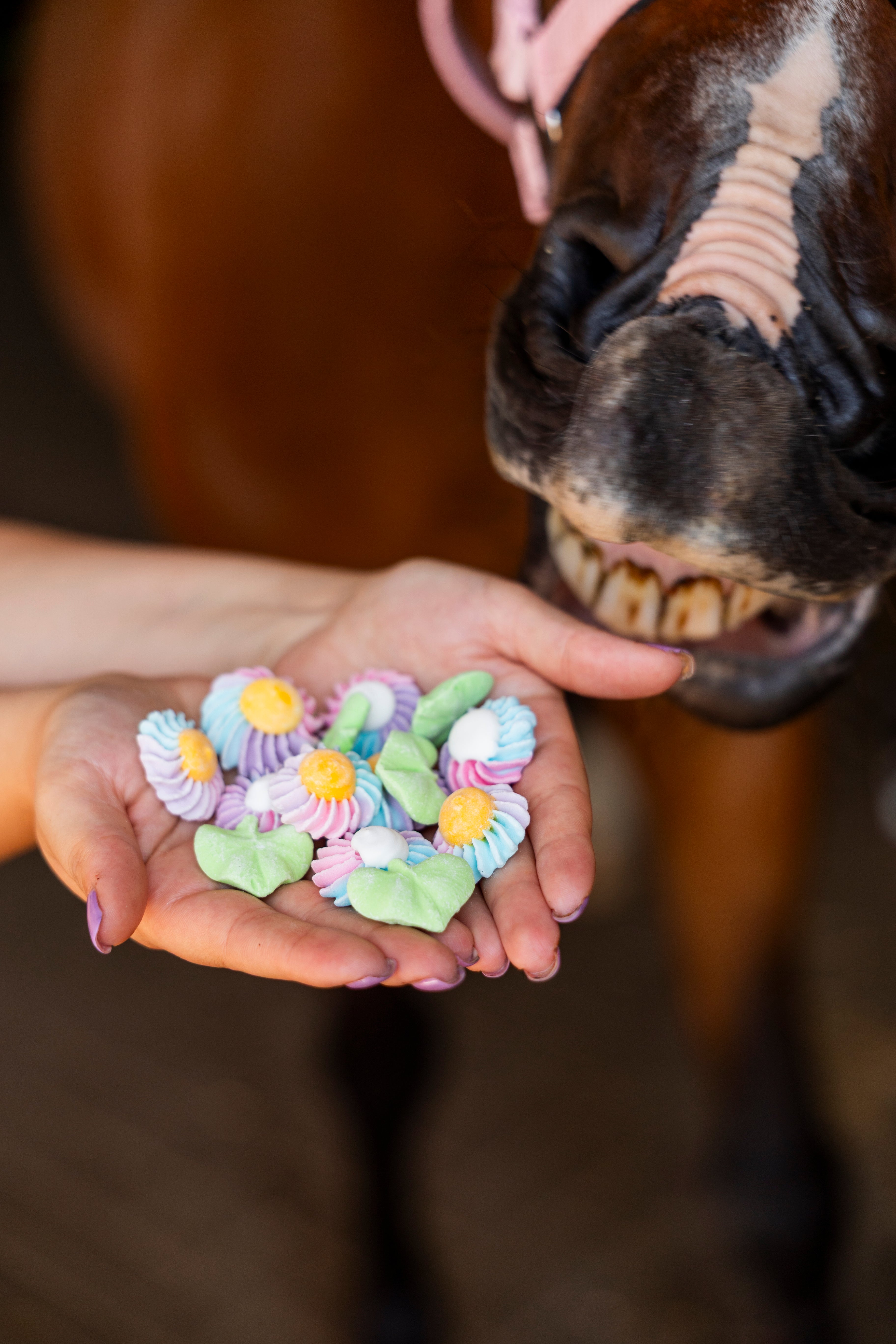 Candy Horse Rainbow World Sweets