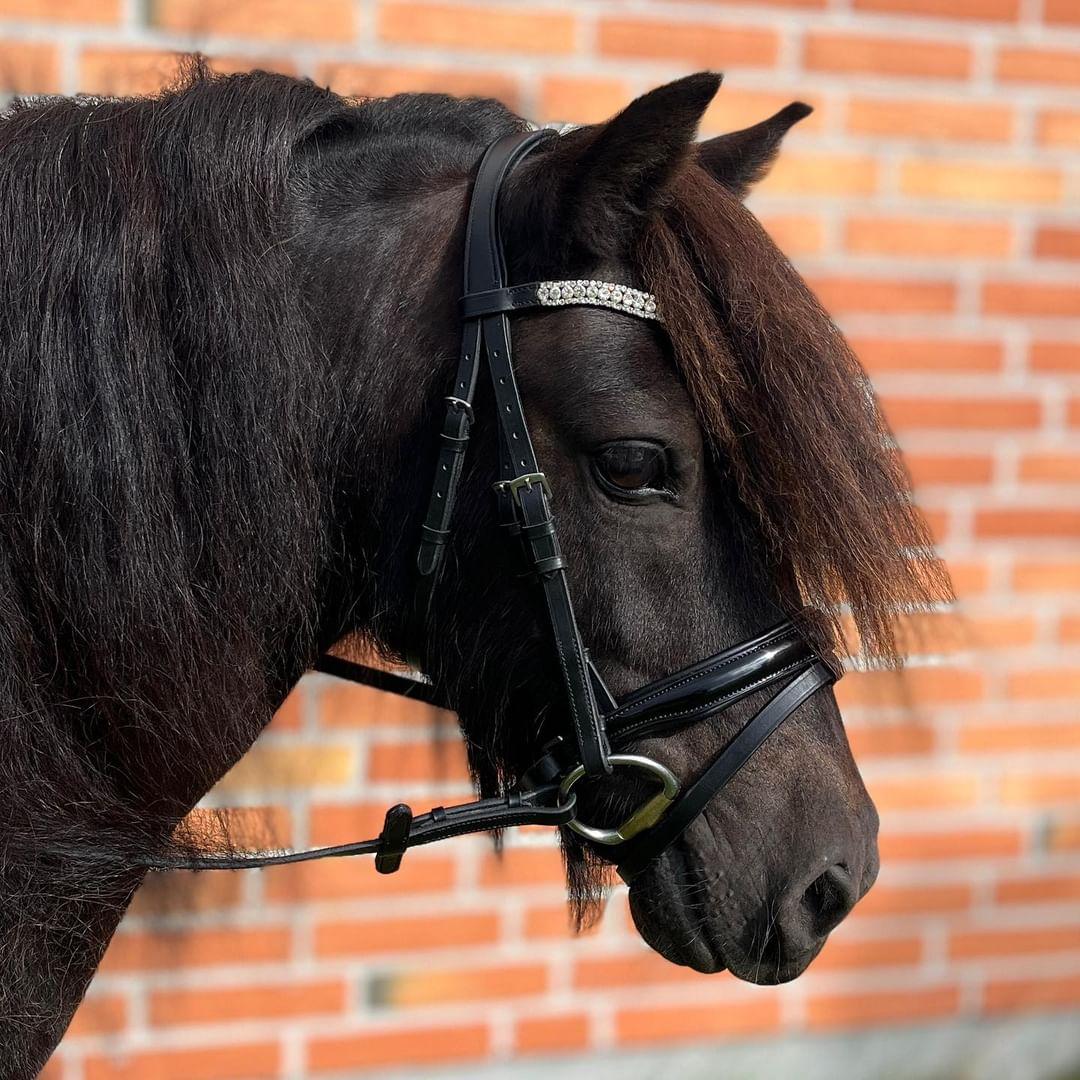 ByWeber Glory Shetland Trense