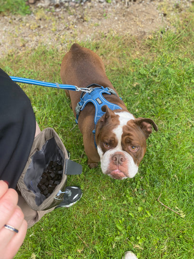 Dog Copenhagen Go Explore Treat bag