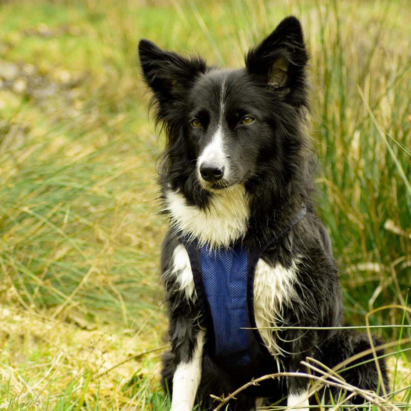 Back on Track Cooling Dog Harness