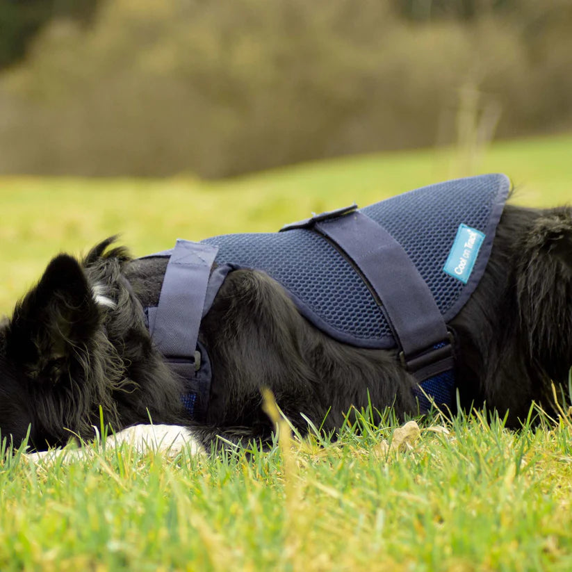 Back on Track Cooling Dog Harness