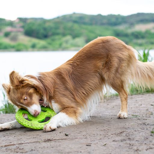 Kiwi Walker® Let’s Play Frisbee