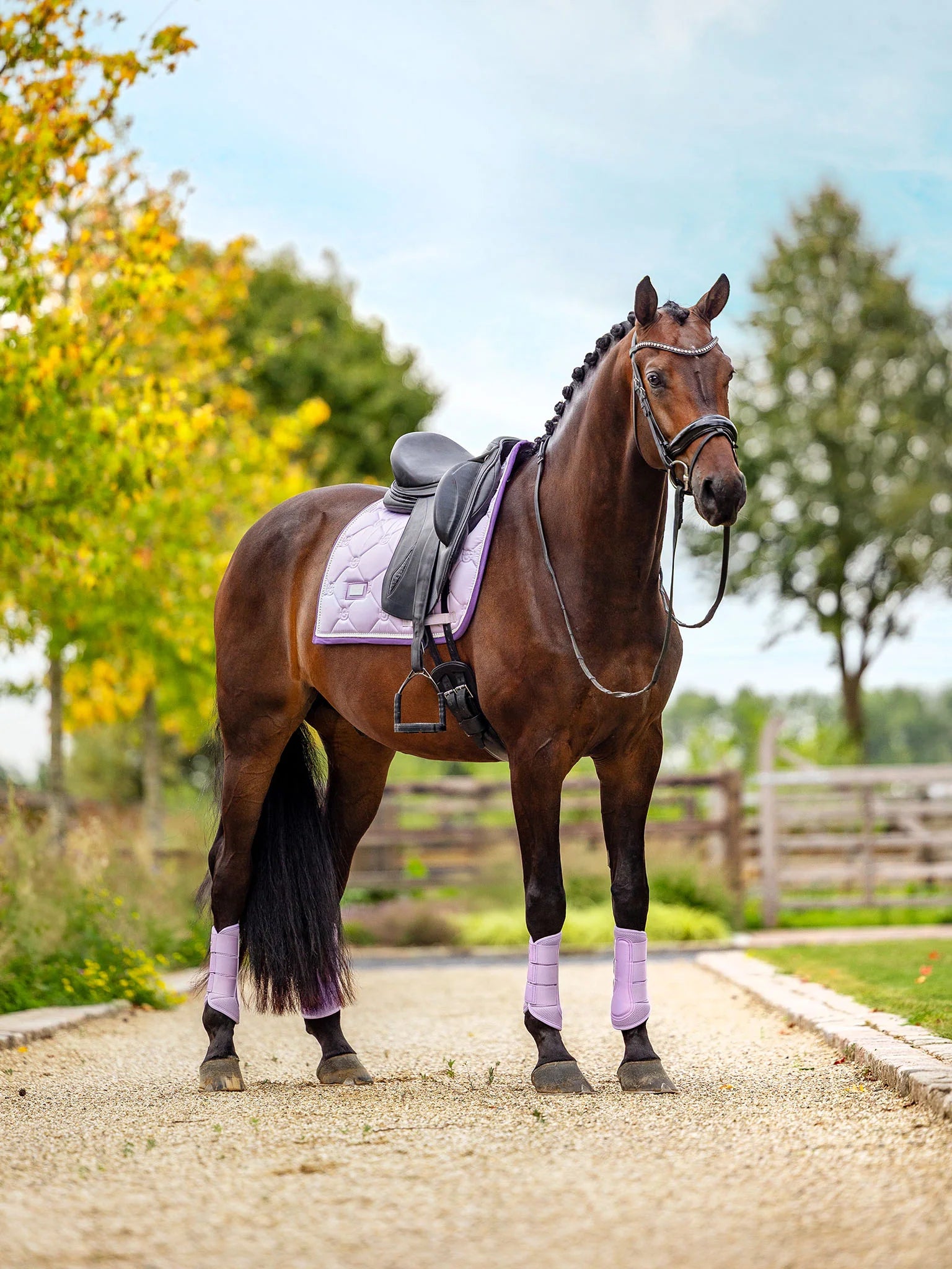 Equestrian Stockholm Dressurunderlag Lavender Pearl