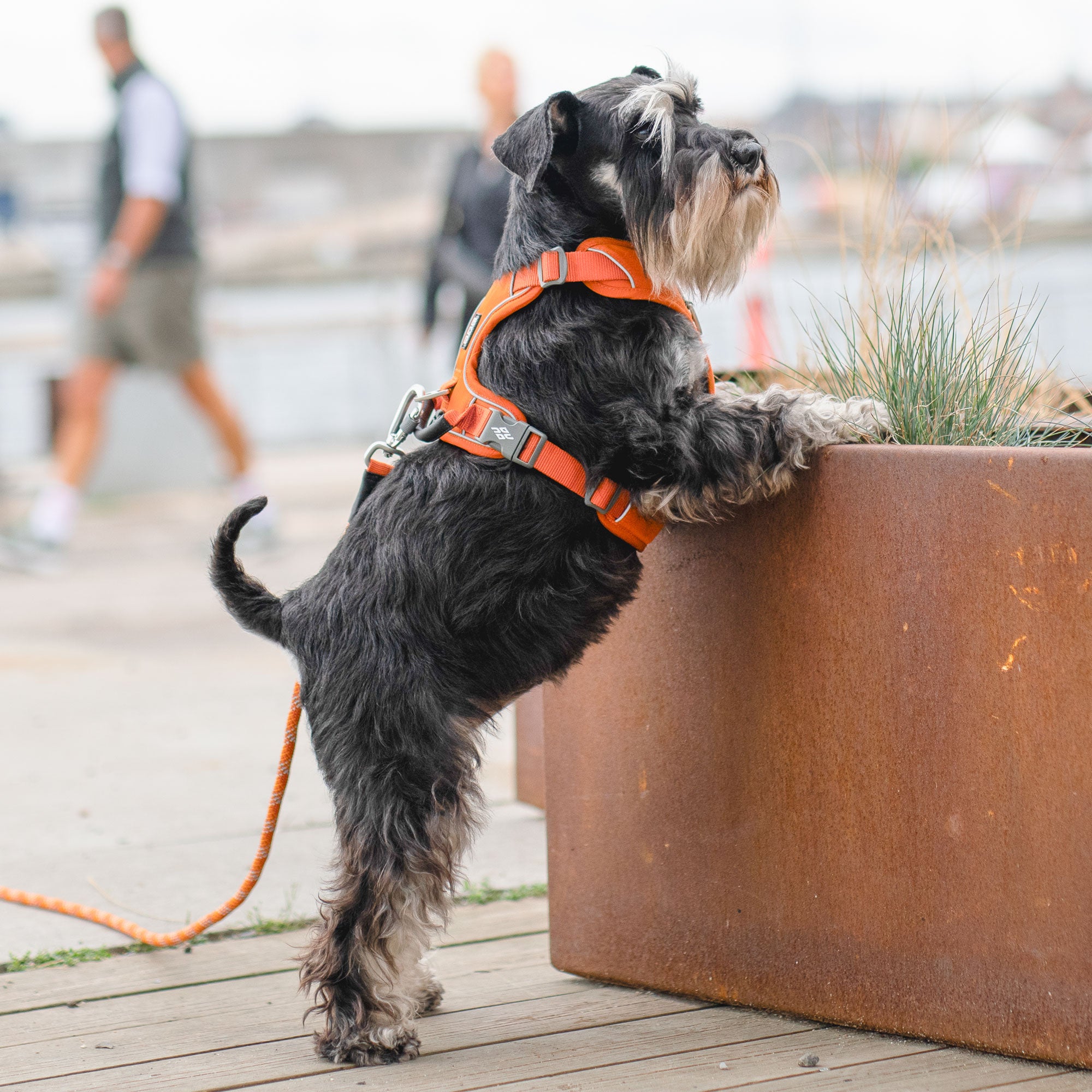 Dog Copenhagen Comfort Walk Pro 3.0 Sele
