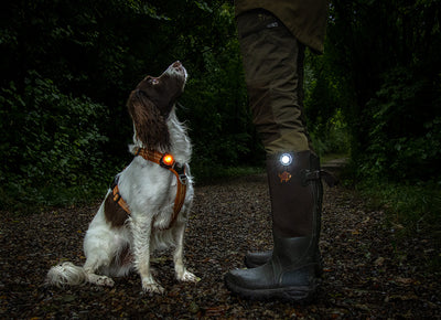 Dog Dual Hundelygte