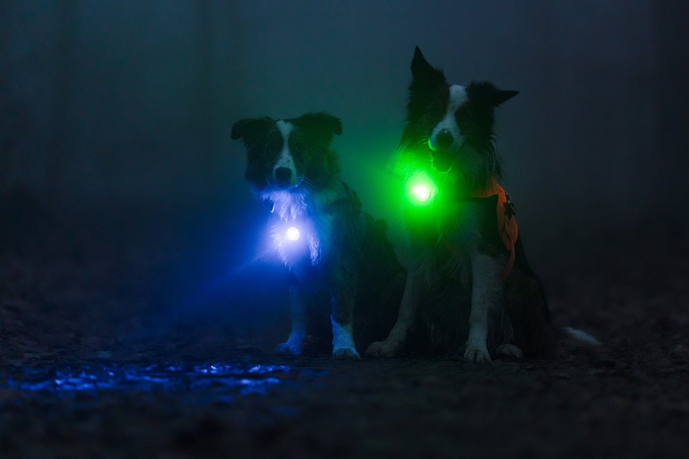 Dog Dual Hundelygte