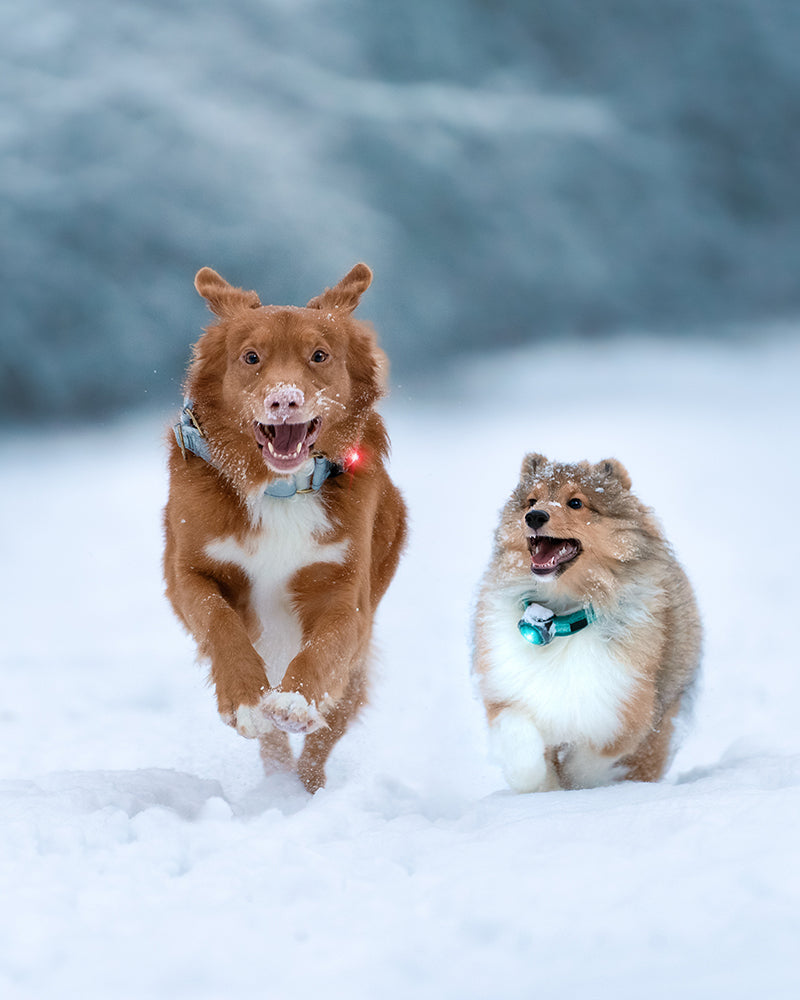 Dog Dual Hundelygte