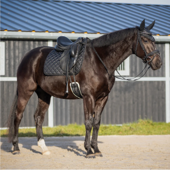 QHP Web Reins Glitter