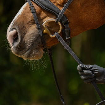 QHP Web Reins Glitter