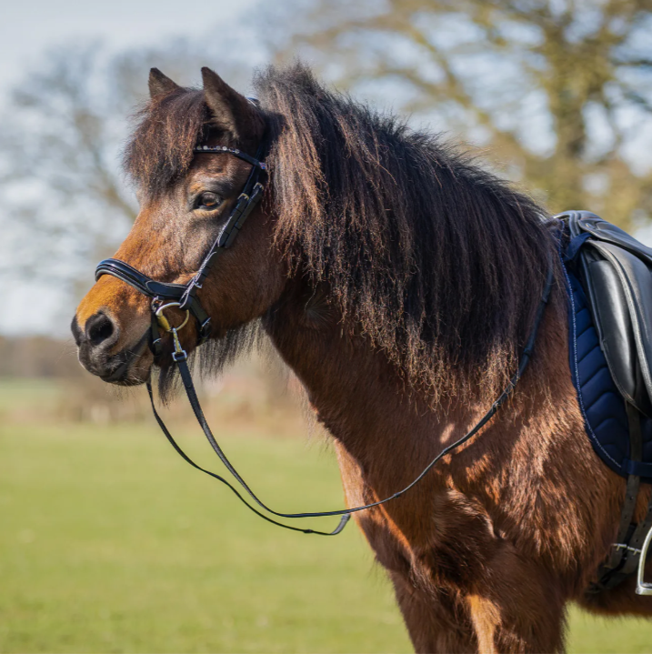 QHP Fjara Icelandic Bridle