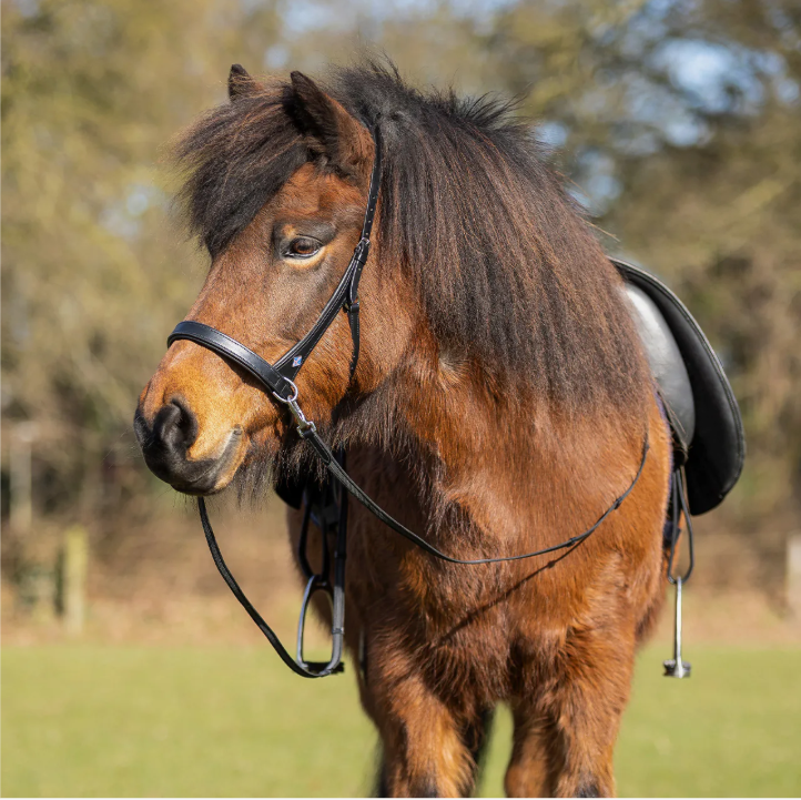 QHP Fjara Icelandic Bitless Bridle