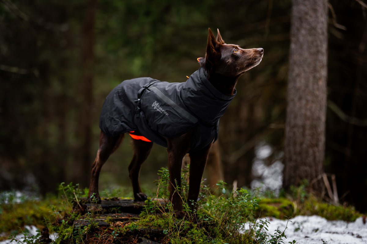 Non-Stop Trekking Insulated Dog Jacket