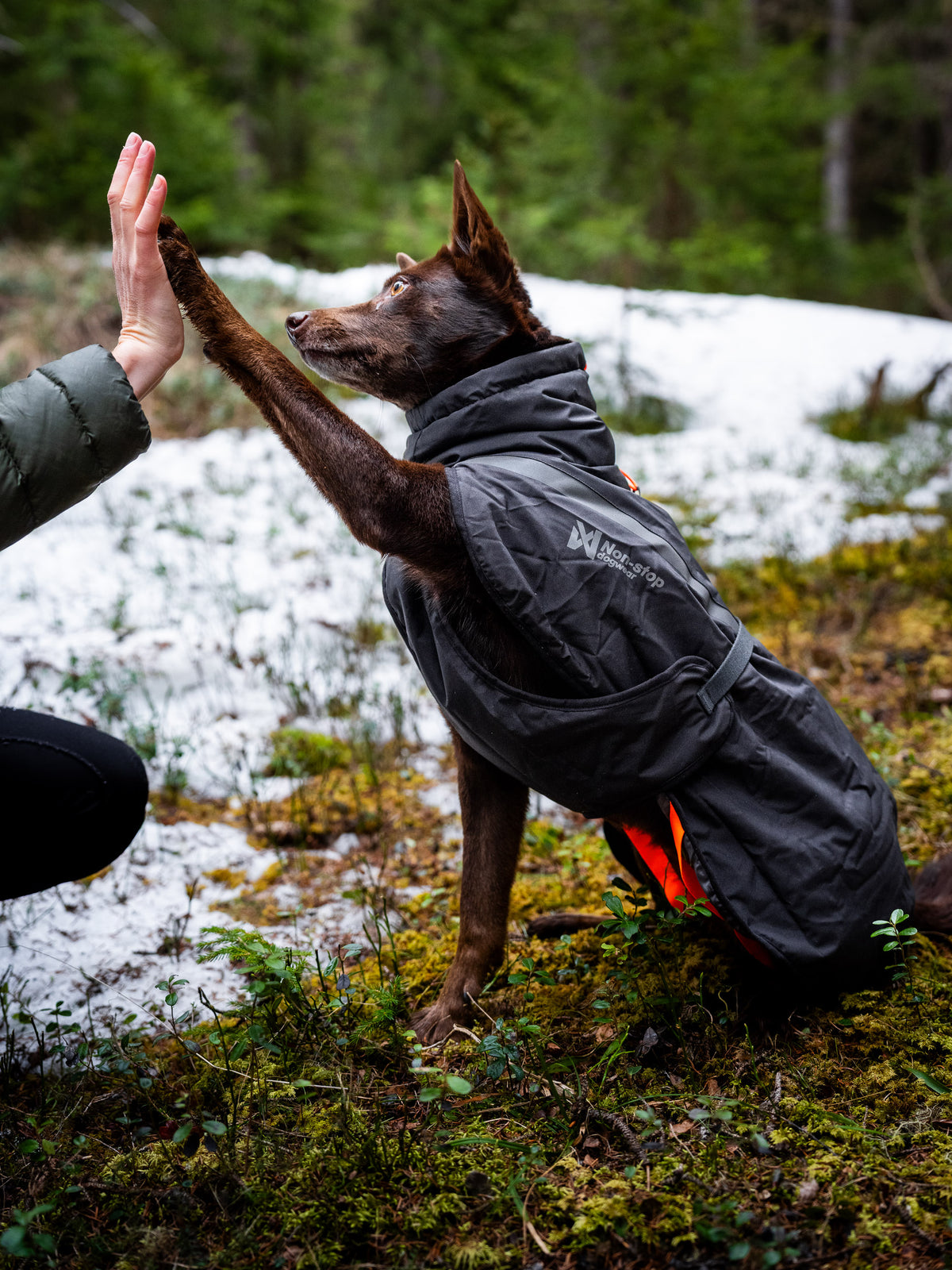 Non-Stop Trekking Insulated Dog Jacket
