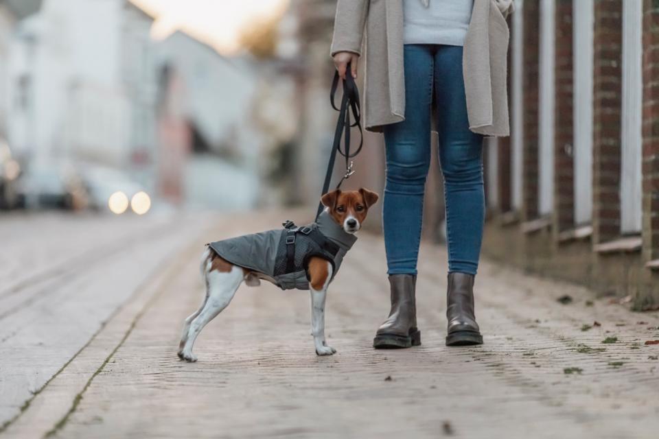 Trixie Pontis Reflect Coat Whit Harness