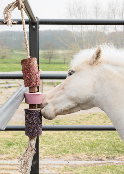 Grooming Deluxe Wooden Relax Horse Toy w. Salt Lick
