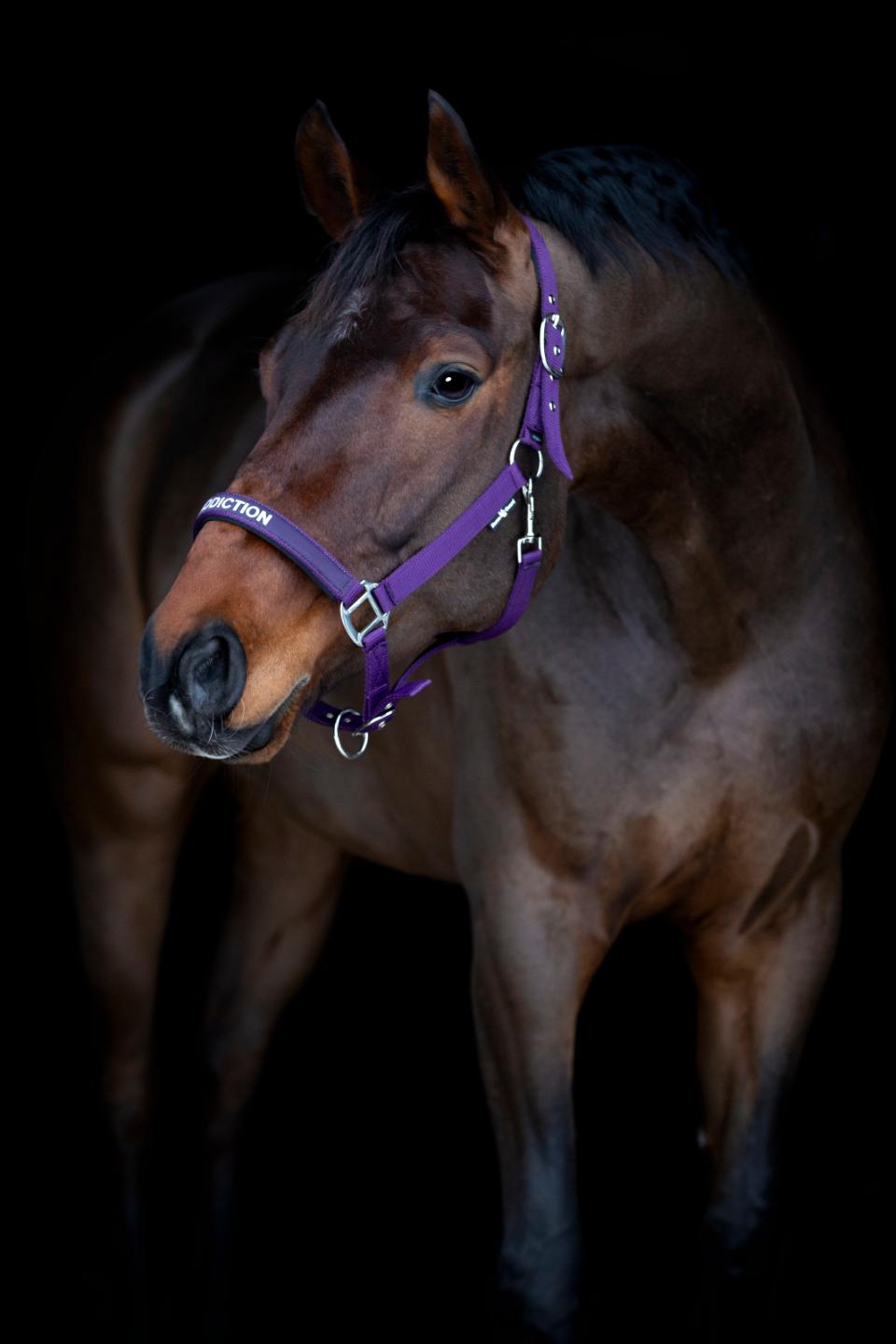 HorseGuard Malva grime "My Addiction"