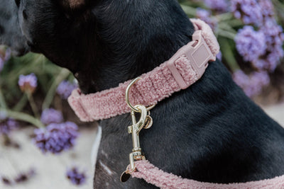 Kentucky Dog Collar Teddy Fleece