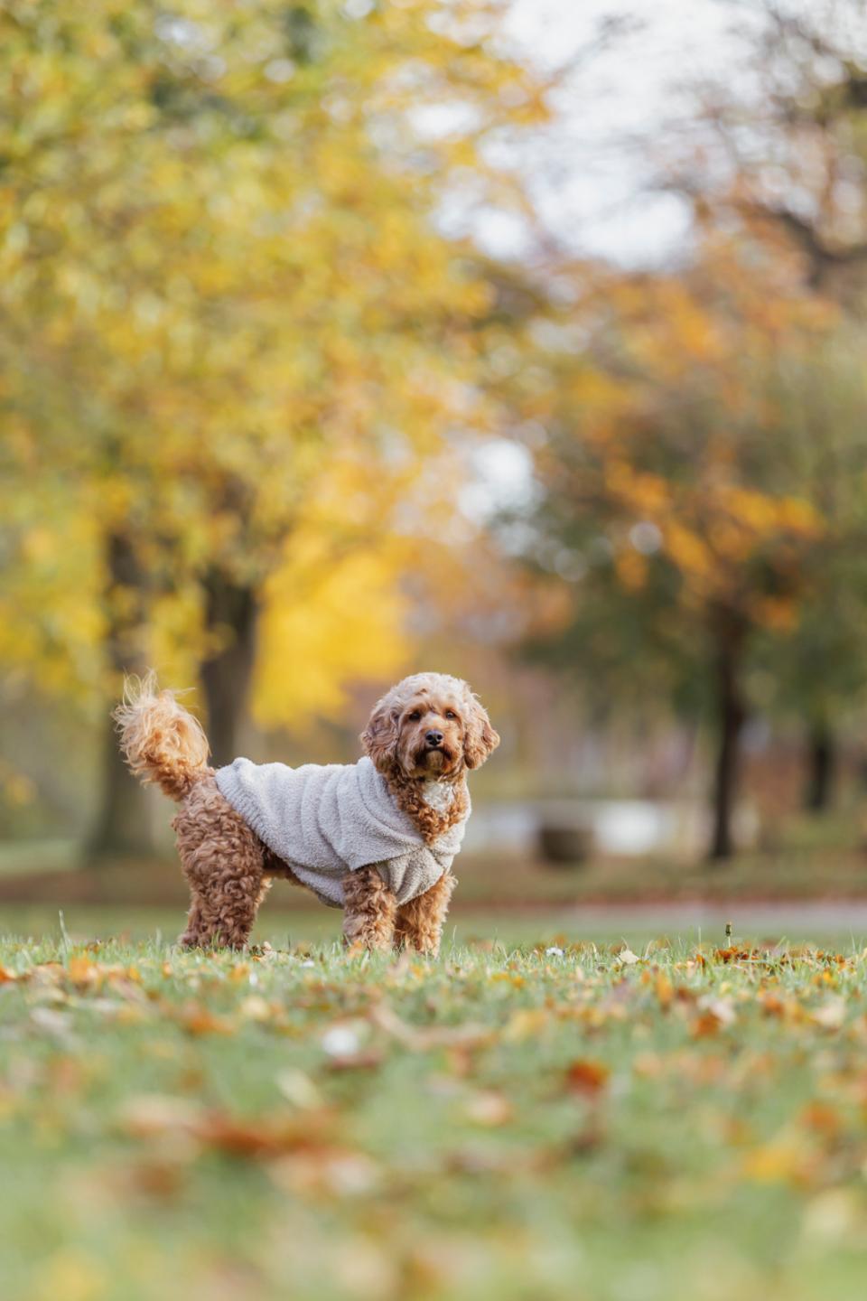 Trixie Carson Hoodie
