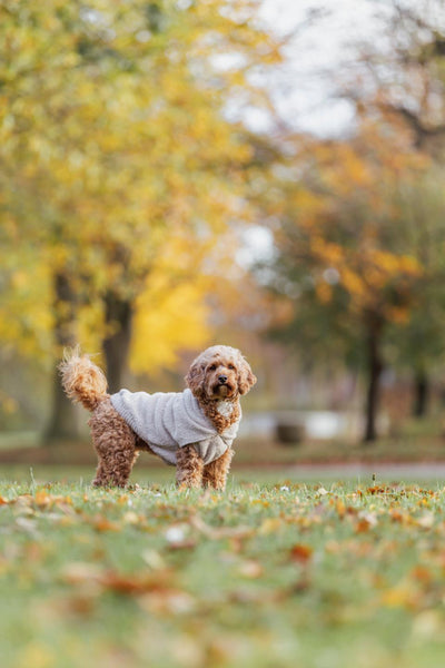Trixie Carson Hoodie
