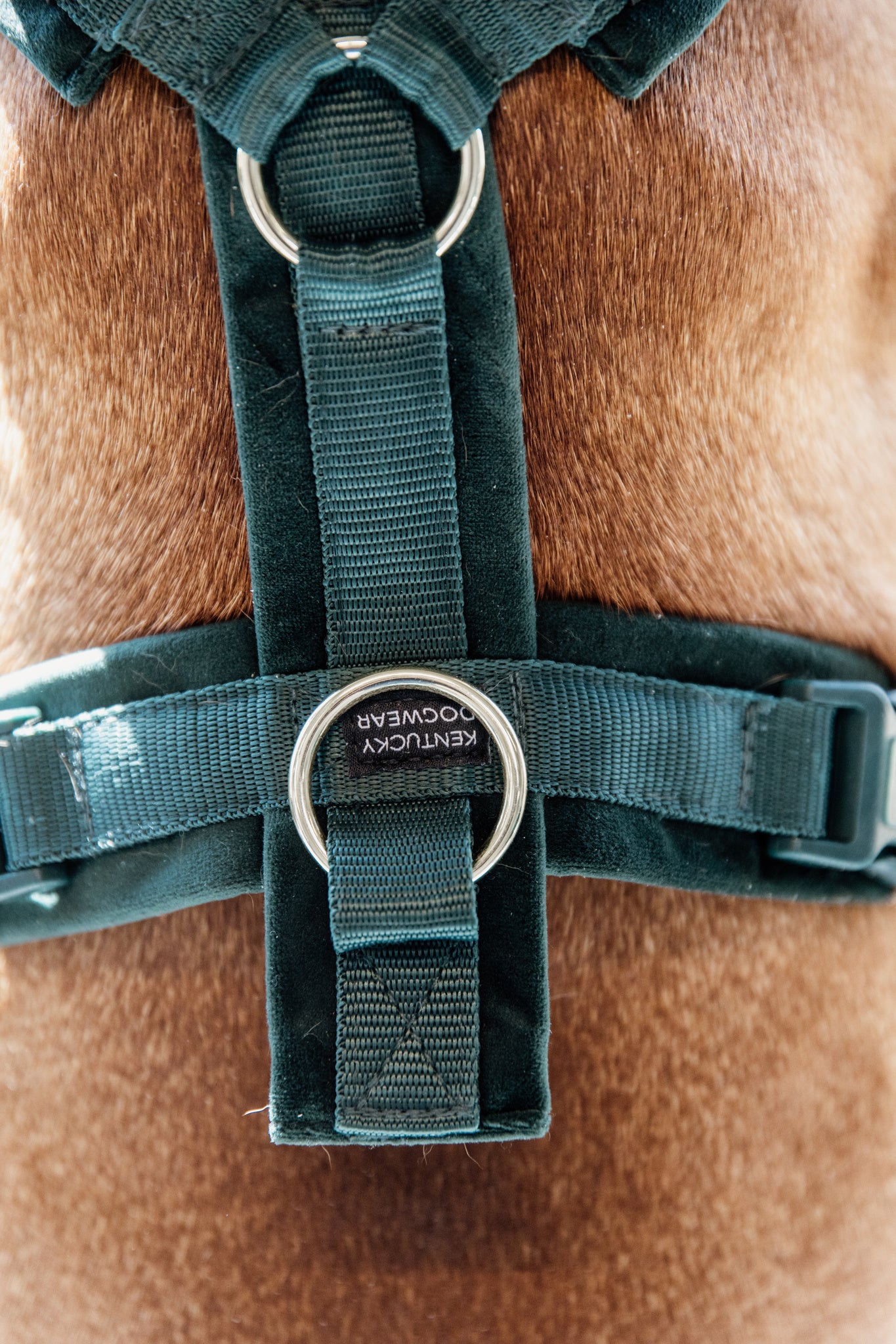 Kentucky Harness Active Velvet